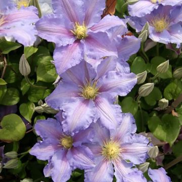 Clematis Spotlight