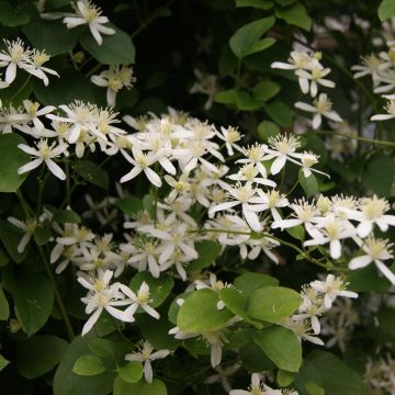 Clematis flammula terniflora - Clemátide olorosa