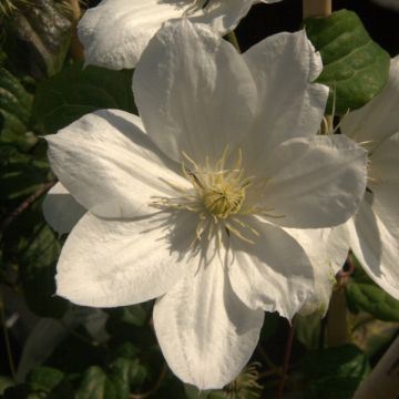 Clematis The Bride