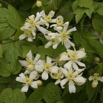 Clematis vitalba Trichotoma