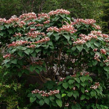 Clerodendrum trichotomum - Arbol del destino