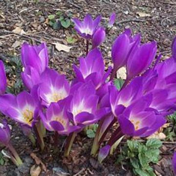 Colchicum speciosum Atrorubens