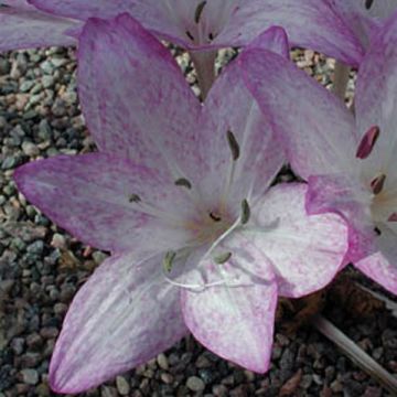 Colchicum macrophyllum