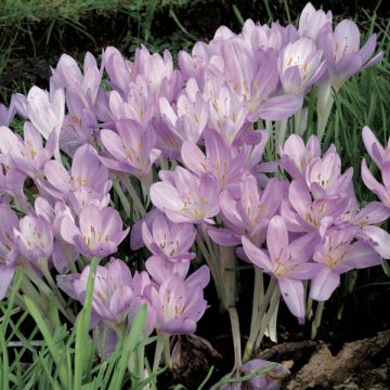 Colchicum cilicicum