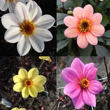 Col Dahlias Happy Single