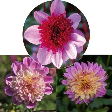 Anémonas de la colección de Dahlias