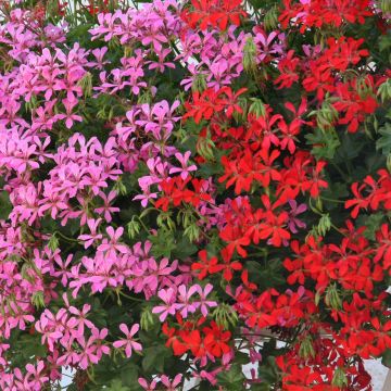 Colección de 10 Geranios de balcón Rojos y Rosas