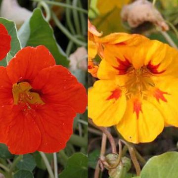 Conjunto de 5 Capuchinas (Tropaeolum majus)