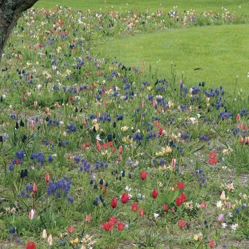 Colección Espíritu Jardín en Libertad - 200 bulbos