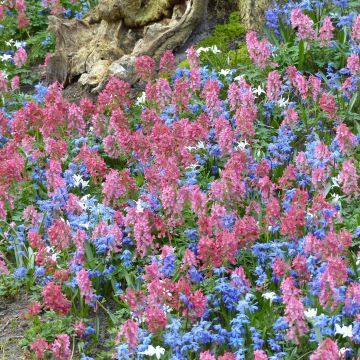 Colección Tapiz floral en el sotobosque