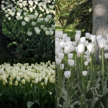 Pack de 2 meses de Tulipanes Blancos