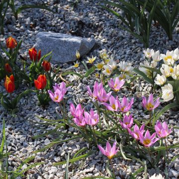 Colección de tulipanes de rocallas