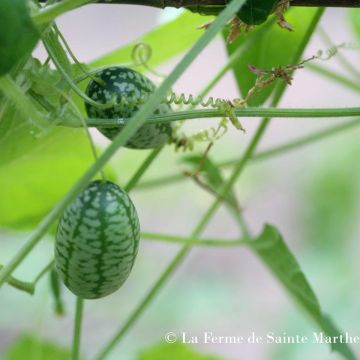 Sandía de ratón Bio - Ferme de Sainte Marthe - Cucamelon