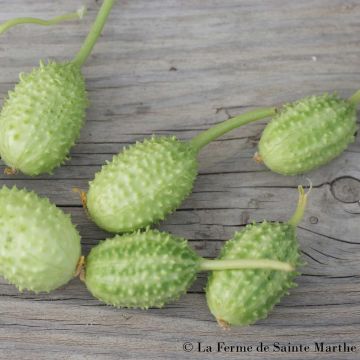 Pepinillo de las indias - Cucumis anguria