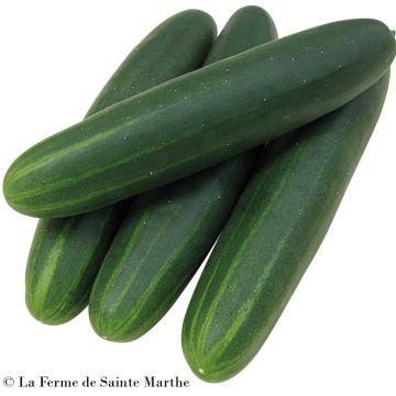 Pepino Sonja F1 Bio - Ferme de Sainte Marthe