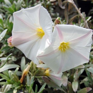 Convolvulus cneorum - Campanilla plateada