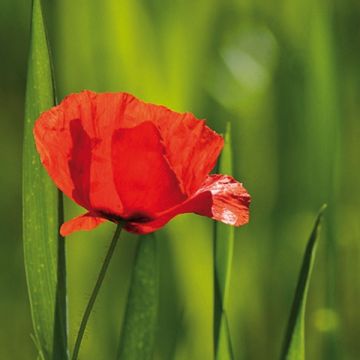 Amapola común - Papaver rhoeas