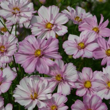 Cosmos bipinnatus Cosimo Collarette