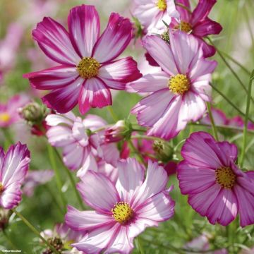 Cosmos bipinnatus Sensation Picotee