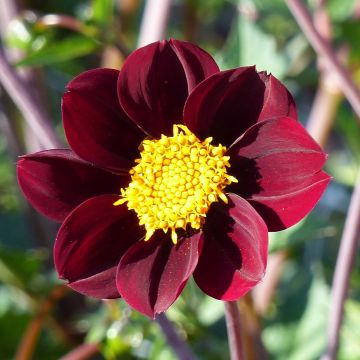 Cosmos Mexican Star