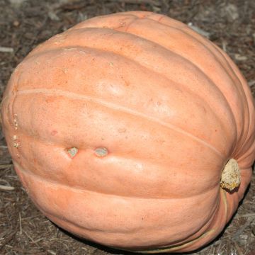 Calabaza Gargantua Atlantic Giant