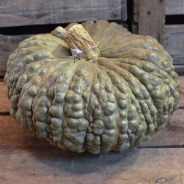 Calabaza Marina di Chioggia Bio - Ferme de Sainte Marthe