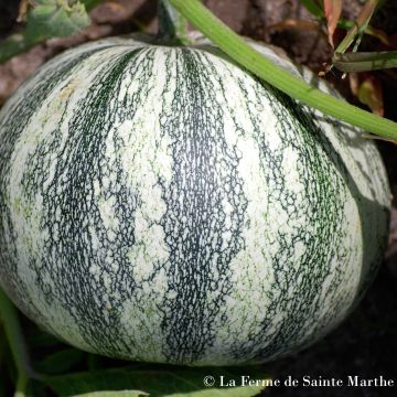 Calabaza Pepita Squash