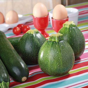 Calabacín de Nice à fruit rond (plantas)