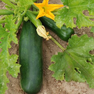 Calabacín Verte de Milan Bio - Ferme de Sainte Marthe