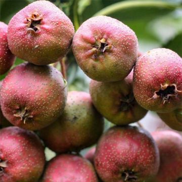 Crataegus pinnatifida Big ball - Espino