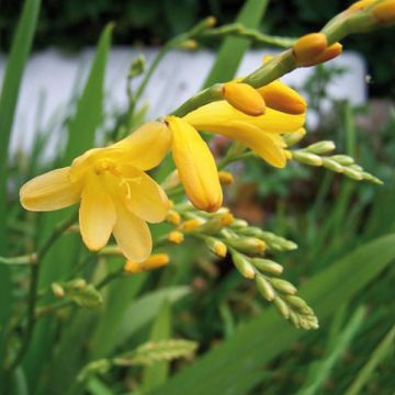 Crocosmia Walberton yellow