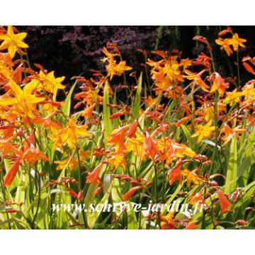 Crocosmia Star of the East