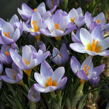 Crocus sieberi Firefly