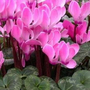 Cyclamen persicum