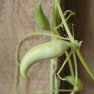 Caigua Caigua - Cyclanthera pedata