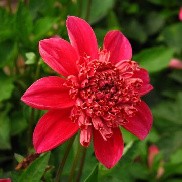 Dalia Flor de Anémona Inca