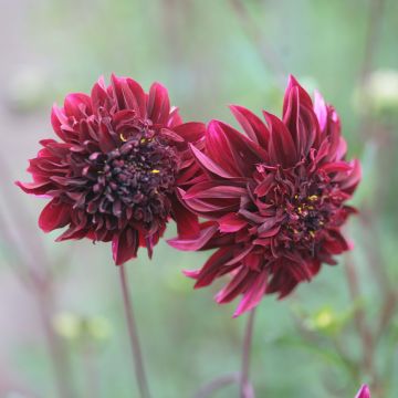 Dalia Flor de Anémona Soulman