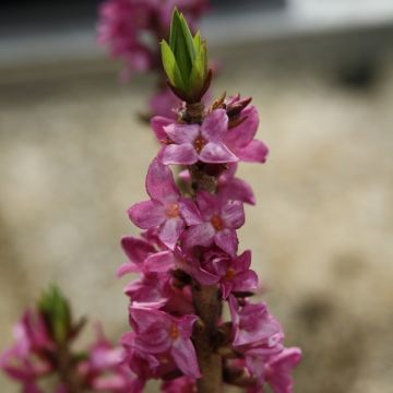 Daphne mezereum var. rubra - Laureola hembra