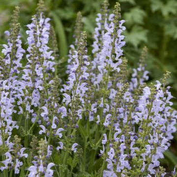 Salvia pratensis FASHIONISTA Vanity Flair - Salvia de prados