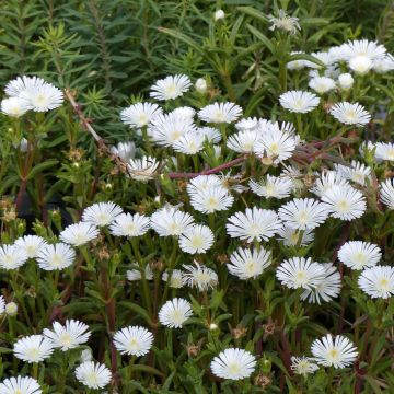 Delosperma Wheels of Wonder White - Alfombra rosa