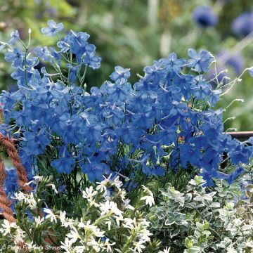 Espuela de caballero - Delphinium grandiflorum Blue Diamonds