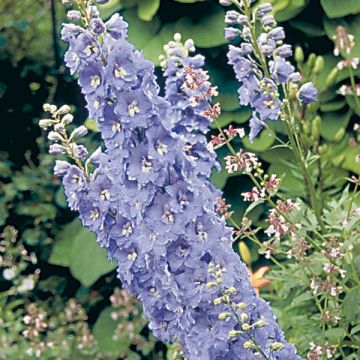 Espuela de caballero - Delphinium Pacific-hybrid Guinevere