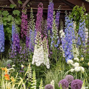 Espuela de caballero - Delphinium elatum Magic Fountain Mix