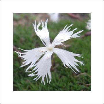 Dianthus squarrosa Berlin Snow - Clavel