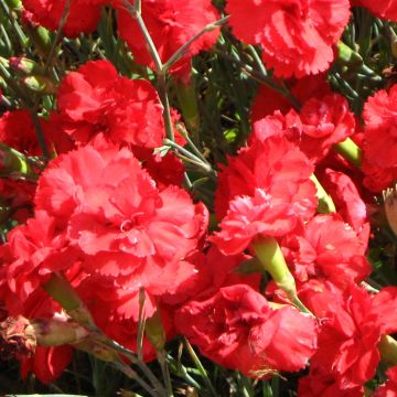 Clavel coronado David - Dianthus plumarius