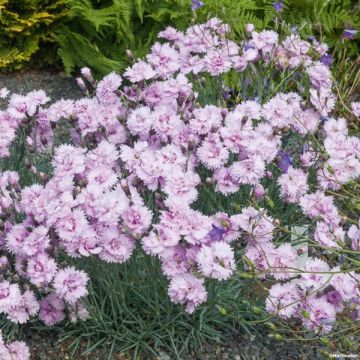 Clavel coronado Pike s Pink - Dianthus plumarius