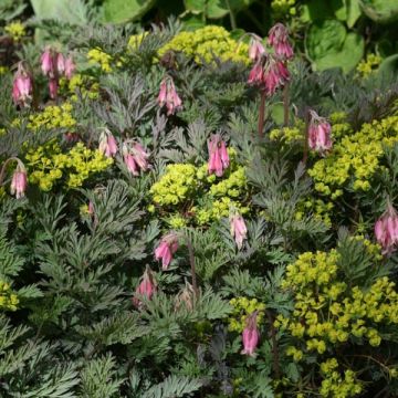 Dicentra eximia Stuart Boothman