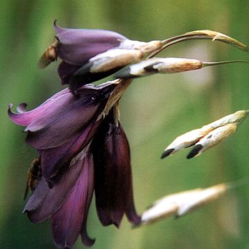 Dierama pulcherrimum Merlin - Pluma del ángel rosa