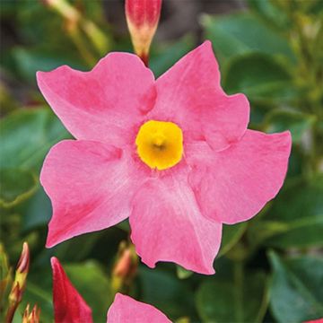 Dipladenia Bella Pink - Mandevilla