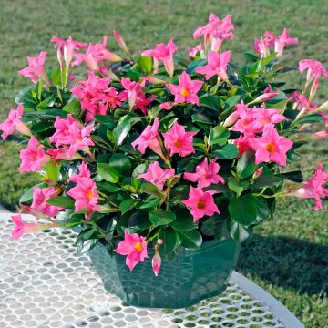 Dipladenia Diamantina Jade Pink - Mandevilla